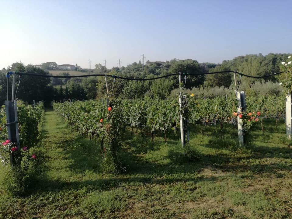 Il Casale Di Lucullo Lucignano Exterior foto